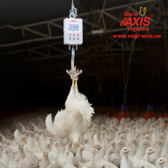 Весы для птицы BAT1 30 кг (цыплят, кур, бройлеров, индеек) Весы для птицы BAT1 30 кг (цыплят, кур, бройлеров, индеек)
