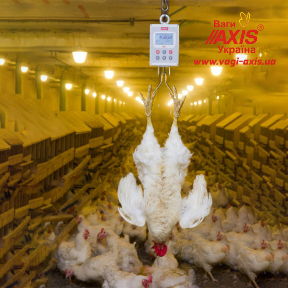 Весы для птицы BAT1 30 кг (цыплят, кур, бройлеров, индеек) Весы для птицы BAT1 30 кг (цыплят, кур, бройлеров, индеек)