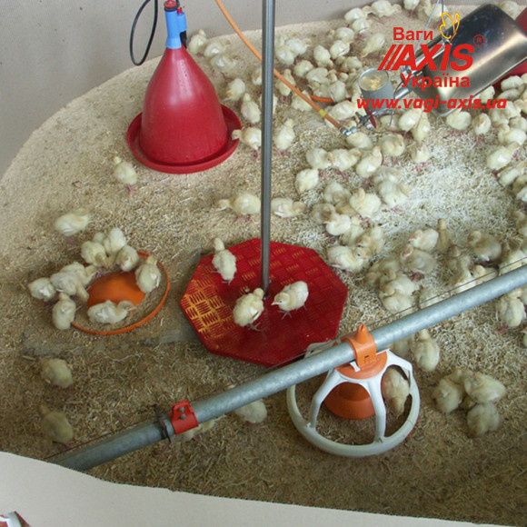 Весы для птицы BAT1 30 кг (цыплят, кур, бройлеров, индеек) Весы для птицы BAT1 30 кг (цыплят, кур, бройлеров, индеек)