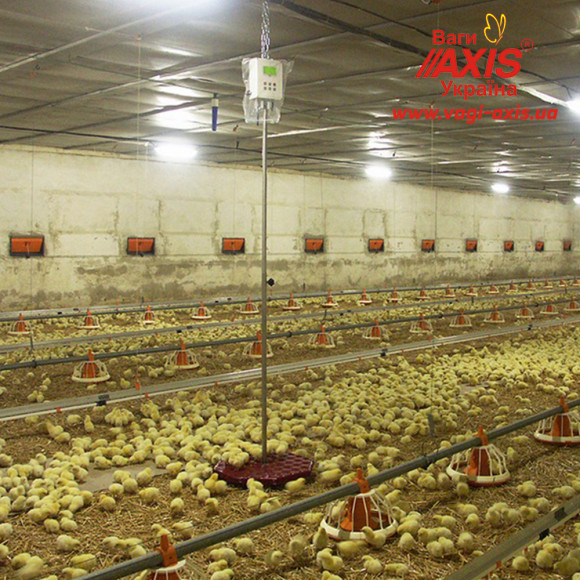 Весы для птицы BAT1 30 кг (цыплят, кур, бройлеров, индеек) Весы для птицы BAT1 30 кг (цыплят, кур, бройлеров, индеек)